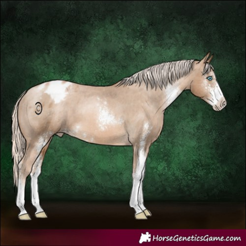 Horse Color:Chocolate Palomino Pearl Sabino Appaloosa 