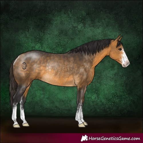 Horse Color:Buckskin Sabino Rabicano 