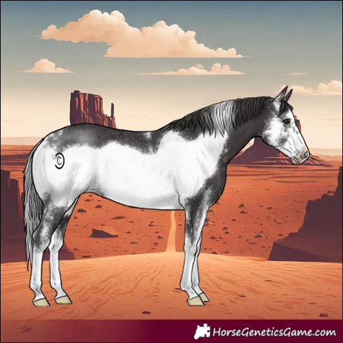 Horse Color:Smoky Black Sabino Frame Varnish Rabicano 