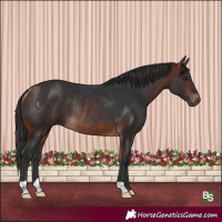 Horse Color:Brown Rabicano 