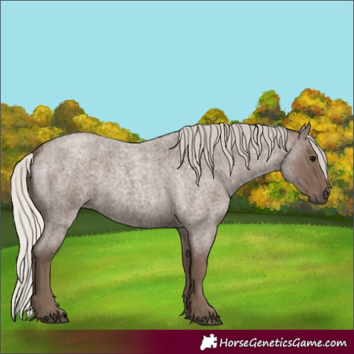 Horse Color:Silver Blue Roan 