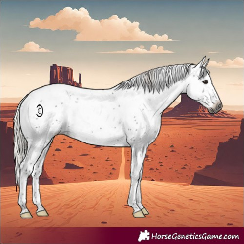 Horse Color:Gray Silver Black Sabino Rabicano 