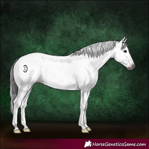Horse Color:Gray Black Sabino Snowcap Rabicano 