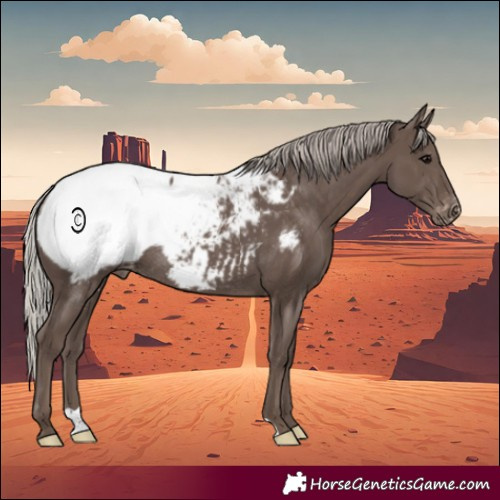 Horse Color:Silver Black Appaloosa Rabicano 