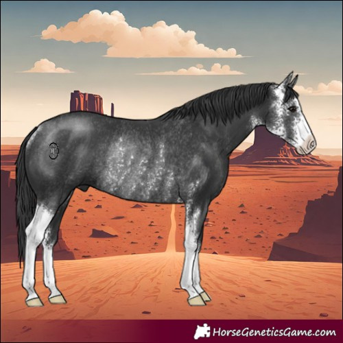 Horse Color:Black Sabino Rabicano 