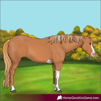 Horse Color:Chestnut Splash Tobiano 