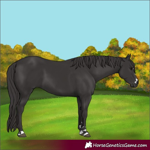 Horse Color:Smoky Black 
