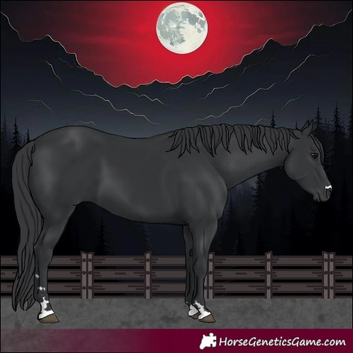 Horse Color:Black 