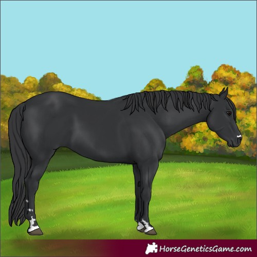Horse Color:Black 
