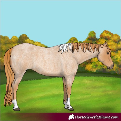 Horse Color:Red Roan Tobiano 