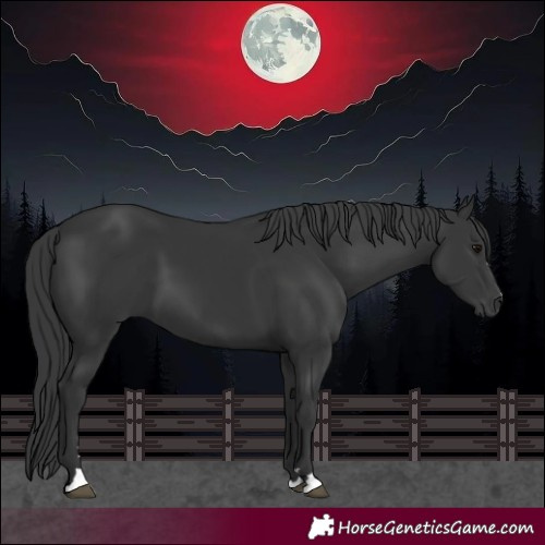 Horse Color:Black 