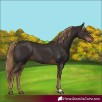 Horse Color:Liver Chestnut Rabicano 