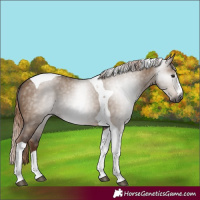 Horse Color:Gray Liver Red Dun Tobiano Rabicano