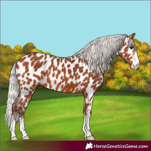 Horse Color:Silver Bay Appaloosa 