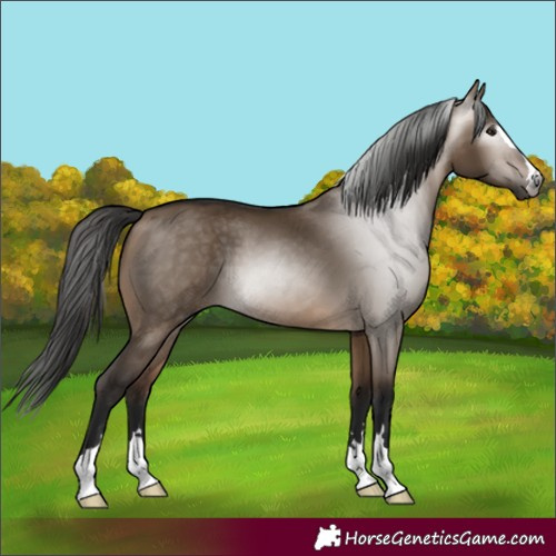 Horse Color:Gray Bay Dun 