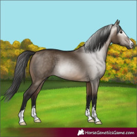 Horse Color:Gray Bay Dun