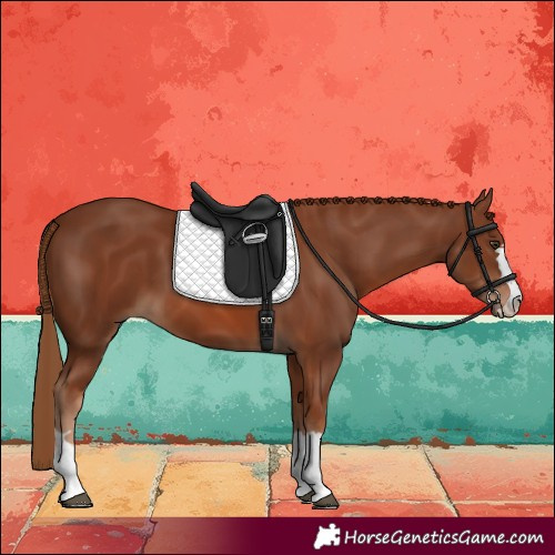 Horse Color:Chestnut 