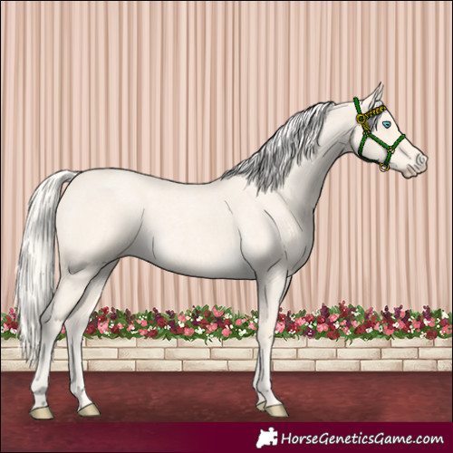 Horse Color:Cremello Roan 