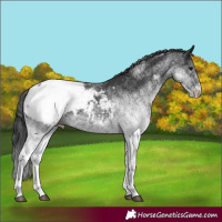 Horse Color:White Spotted Black Appaloosa 