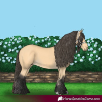 Horse Color:Buckskin 