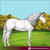 Horse Color:Silver Bay Splash Tobiano Appaloosa 