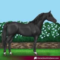 Horse Color:Black 