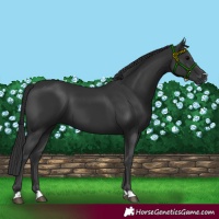 Horse Color:Black 