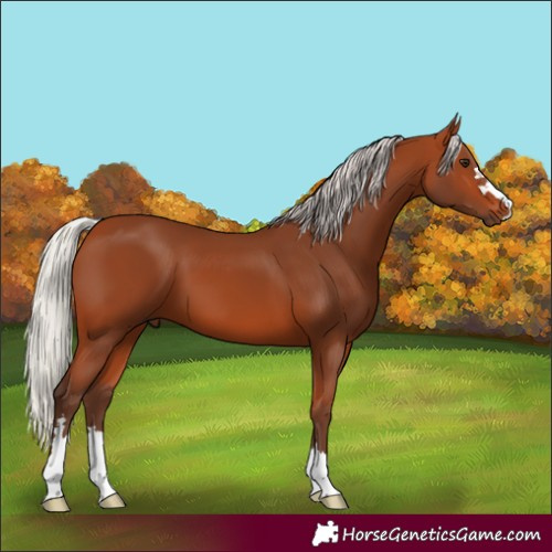 Horse Color:Silver Bay 