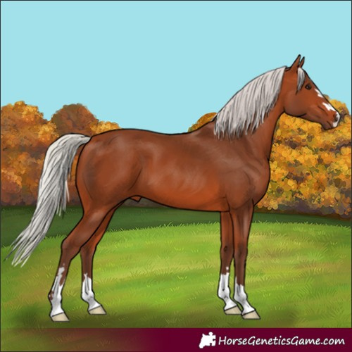 Horse Color:Silver Bay 