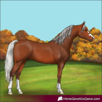 Horse Color:Silver Bay 
