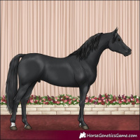 Horse Color:Black 