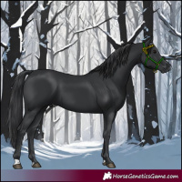 Horse Color:Black 