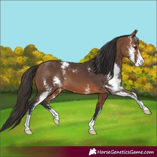 Horse Color:Bay Sabino 