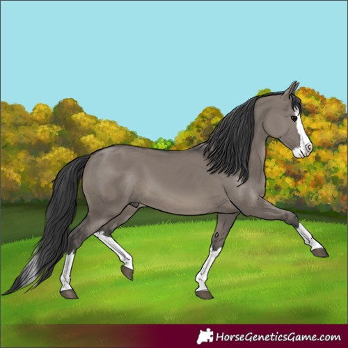 Horse Color:Grullo Splash