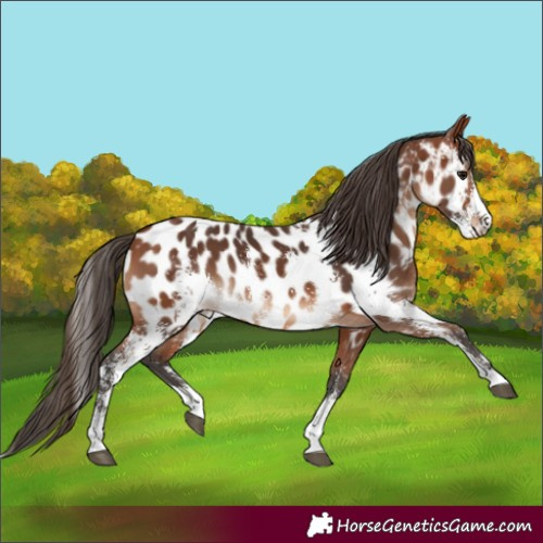 Horse Color:Bay Sabino Appaloosa 