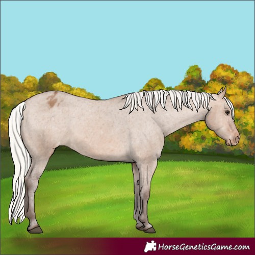Horse Color:Silver Brown Dun Appaloosa 