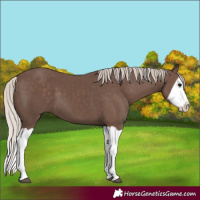 Horse Color:Silver Black Splash