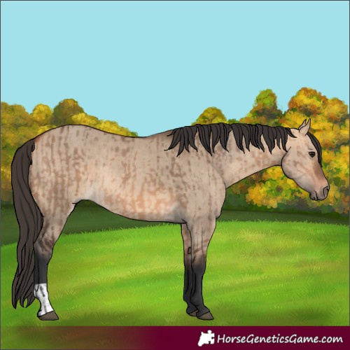 Horse Color:Bay Dun and Bay Dun