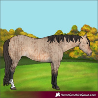 Horse Color:Bay Dun and Bay Dun
