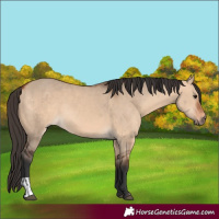 Horse Color:Bay Dun  and Bay Dun 