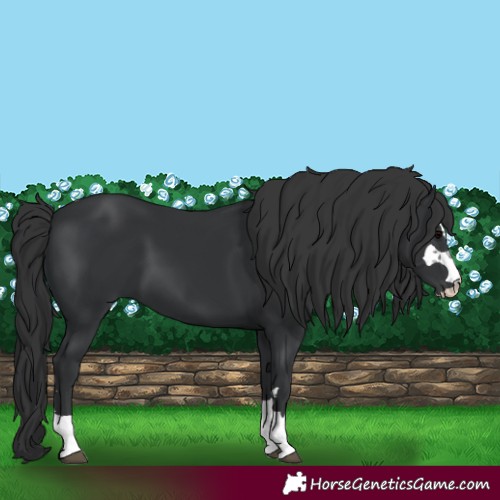 Horse Color:Black 