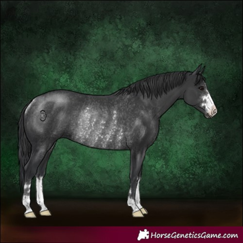 Horse Color:Black Rabicano 