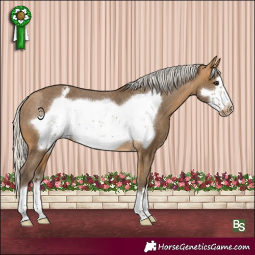 Horse Color:Silver Buckskin Frame Appaloosa 