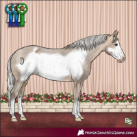 Horse Color:Silver Buckskin Frame Appaloosa 