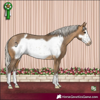 Horse Color:Silver Buckskin Frame Appaloosa