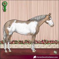 Horse Color:Silver Buckskin Frame Appaloosa 