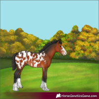 Horse Color:Brown Blanket