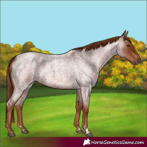 Horse Color:Red Roan 
