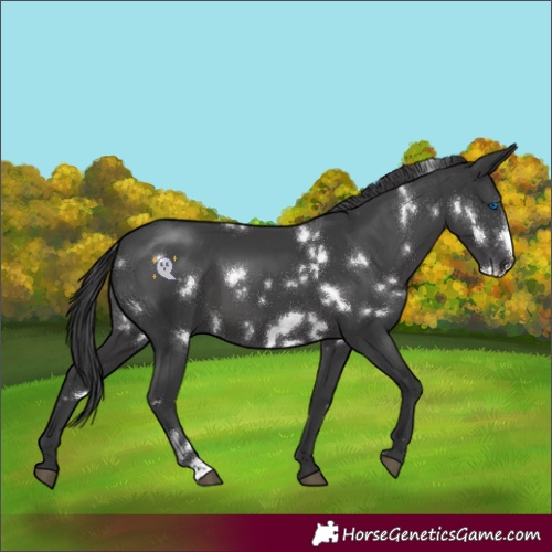Horse Color:White Spotted Black Frame 