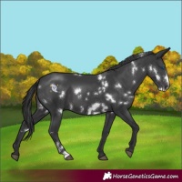 Horse Color:White Spotted Black Frame 